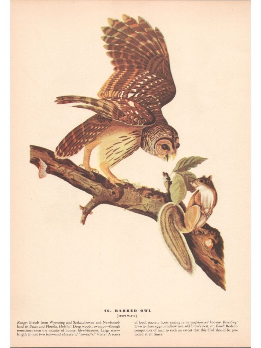 Audubon BARRED OWL Print 1942 Birds of America Plate 46 Vintage Art